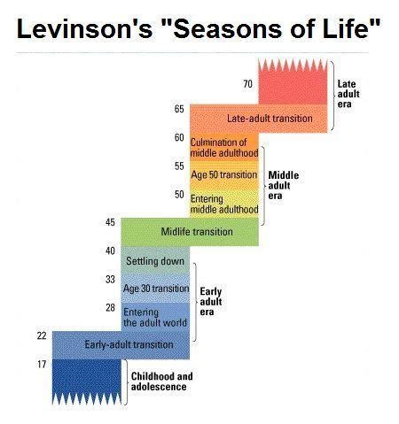levinson stages of development